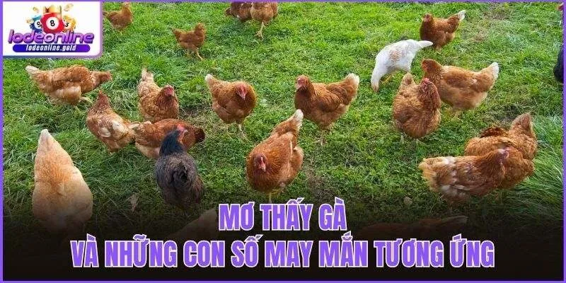 Mơ thấy gà và những con số may mắn tương ứng